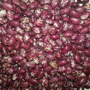 King of The Early Rare Heirloom Bush Bean from Garden Faerie Botanicals small Canadian seed company. An amazing mottled red dry bean. Quick to produce and prolific. 70 days to maturity.