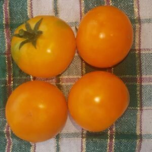 Auriga Heirloom Tonato seeds/ Organically grown by Garden Faerie Botanicals, a Canadian Seed Supplier. Beautiful orange-yellow tangy fruit. Heritage seed.