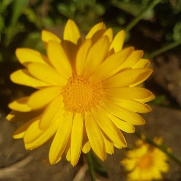 Yellow Calendula is organically grown by Garden Faerie Botanicals, Canada