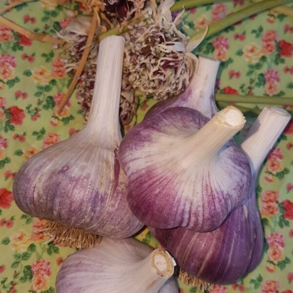 The image shows Doukhobor Russian Garlic Bulbs and Garlic Bulbils. Garden Faerie Botanicals. Canada