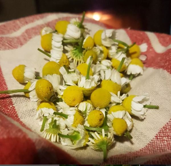 An image of a pile of freshly harvested German Chamomile flowers that will be made into tea. Organically grown by Garden Faerie Botanicals in British Columbia, Canada. Heirloom Seeds.