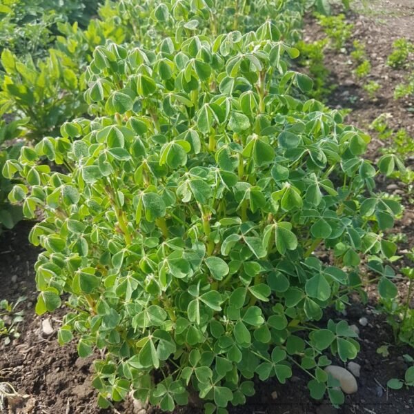 Oca Plants are growing organically by Garden Faerie Botanicals. heirloom Seeds, Tubers, Garlic and roots. British Columbia, Canada