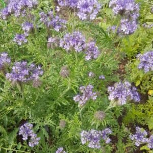 Purple Tansy Flower Seeds organically grown by Garden Faerie Botanicals. A bees best friend in these purple flowers that attract pollinators.