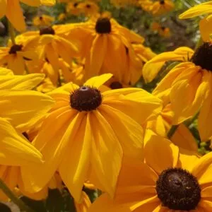 Black eyed Susan Flowers in their second year of growth. Garden Faerie Botanicals. Heirloom Seeds, Canada