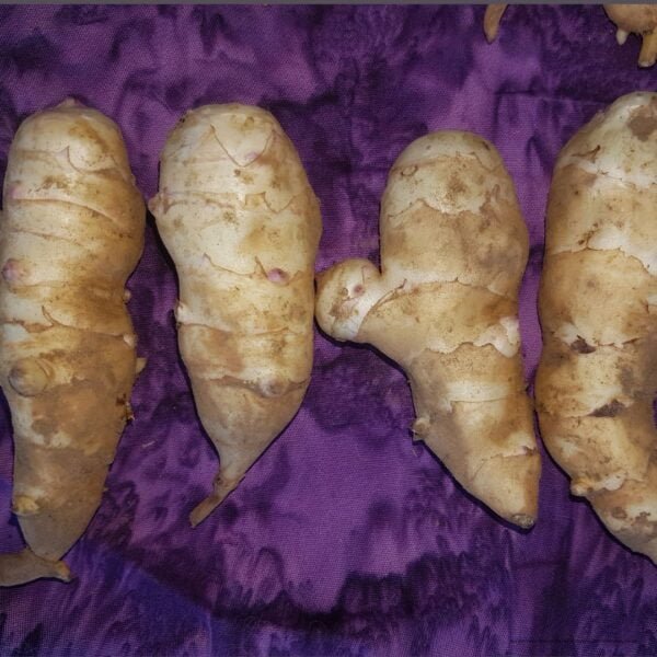 Clearwater Jerusalem Artichokes. Heirloom Tubers organically grown by Garden Faerie Botanicals. Canada