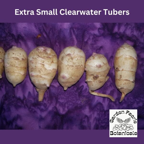 Extra Small Clearwater Jerusalem Artichokes. Organically Grown by Garden Faerie Botanicals. Heirloom Tubers, Canada