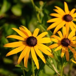A image with yellow flowers with brown centers called Brown-Eyed Susan's. Organically grown by Garden Faerie Botanicals. British Columbia Canada