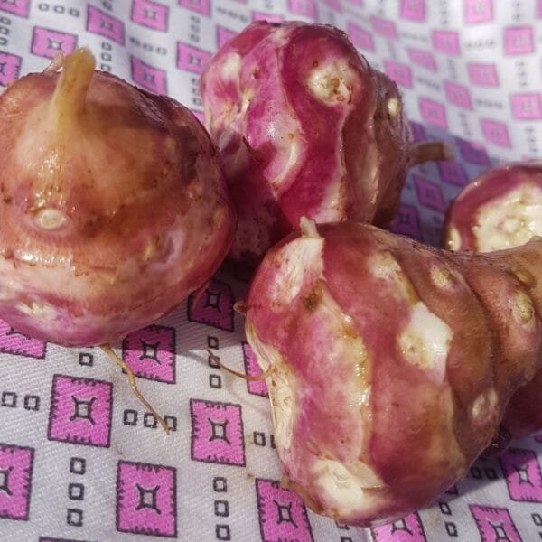 Skorospelka Jerusalem Artichokes. Organically Grown by Garden Faerie Botanicals. Heirloom Tubers, Canada