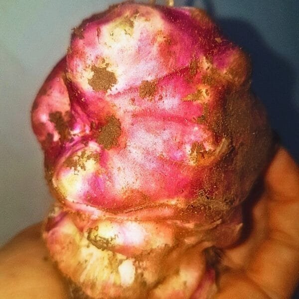 Skorospelka Sunchokes. Organically Grown by Garden Faerie Botanicals. Rare heirloom tubers, Canada