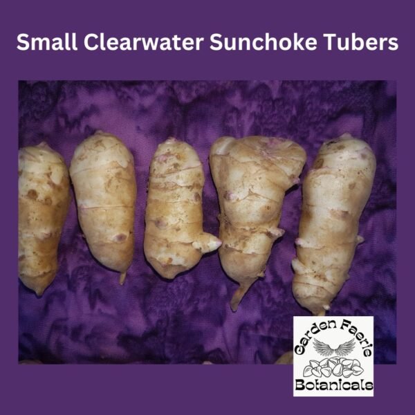 Small Clearwater Jerusalem Artichokes are on a purple sheet. Organically Grown by Garden Faerie Botanicals. Heirloom Seeds, Canada