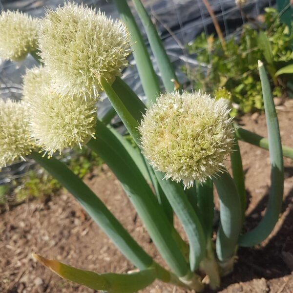 Evergreen Bunching Onions. Organically Grown by Garden Faerie Botanicals.