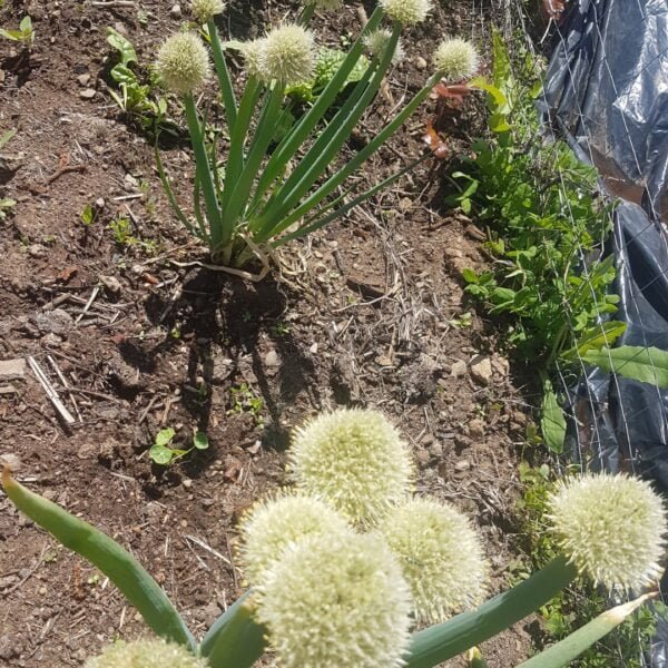 evergreen Perennial Green Bunching Onions. Can be seen growing organically in the garden of Garden Faerie Botanicals.