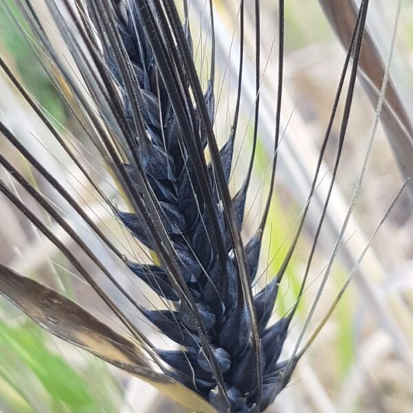 Black Alberta Barley in shown close up in the image as it looks when it is finished growing on the plant. Organically Grown by Garden Faerie Botanicals. Heritage Seeds, Canada