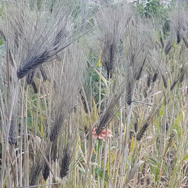 A row of organically grown Heirloom Black Alberta Hulless Barley in in the image. Garden Faerie Botanicals. rare seeds, canada