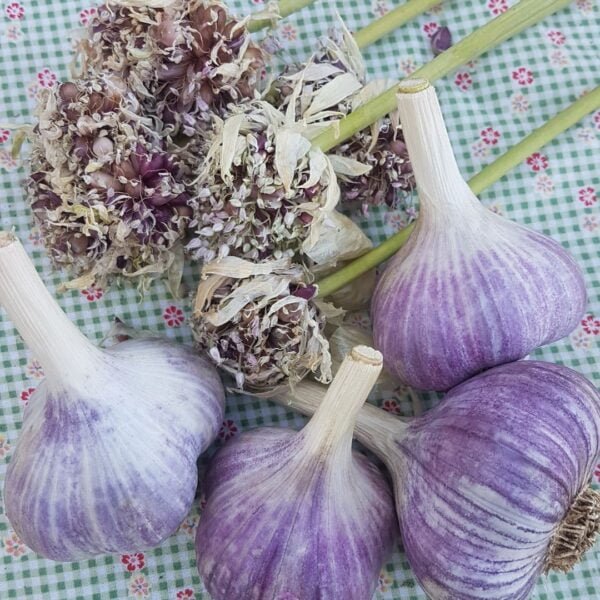 Bogatyr Garlic bulbs and bulbils are shown in the image. They have been organically grown by Garden Faerie Botanicals.