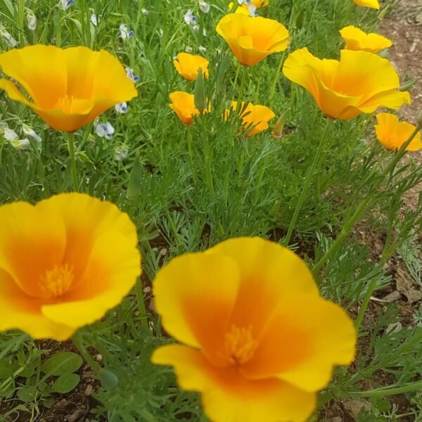 The image shows the bright orange California Poppies in Full Bloom. Organically Grown by Garden Faerie Botanicals, Canada