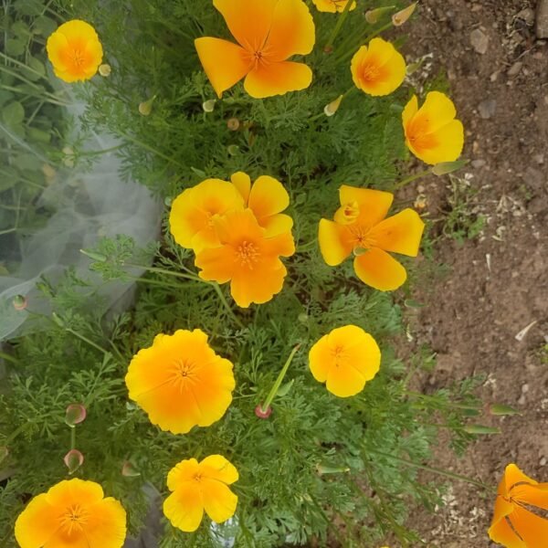 California Poppies are seen in the image. They are a beautiful bright orange and grow abundantly. Drought resistant. Heirloom Seeds, Garden Faerie Botanicals. Canada