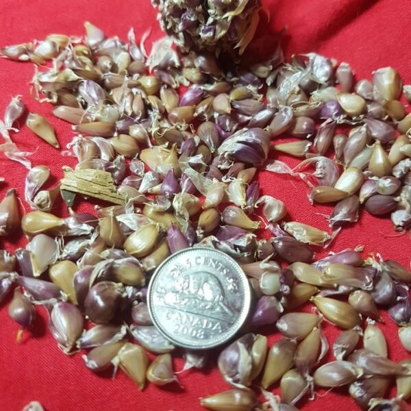 Hot Porcelain Tibet Garlic Bulbils are seed with a nickel to show how tiny they are. Organically Grown by Garden Faerie Botanicals in BC, Canada