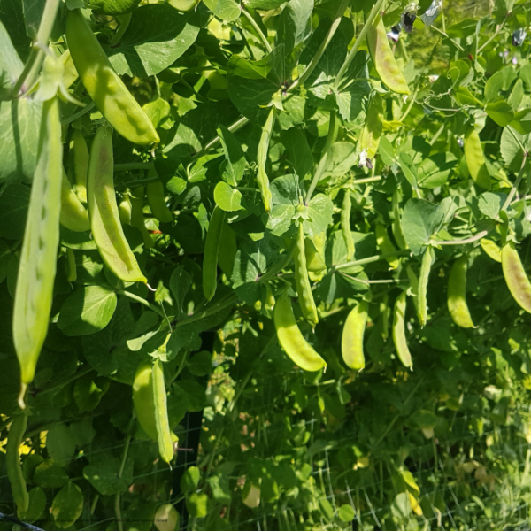 Rare Hungarian Heirloom peas growing on the vine abundantly. Organically cultivated by Garden Faerie Botanicals, Heritage Seeds, canada