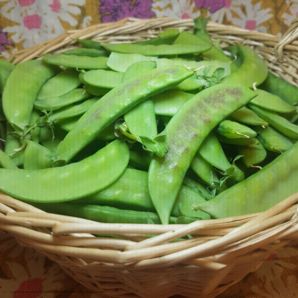 A basket of organically grown rare heirloom peas. These snow peas are sweet and grow to around 3 inches long. Garden Faerie Botanicals. Heritage Seeds, Canada