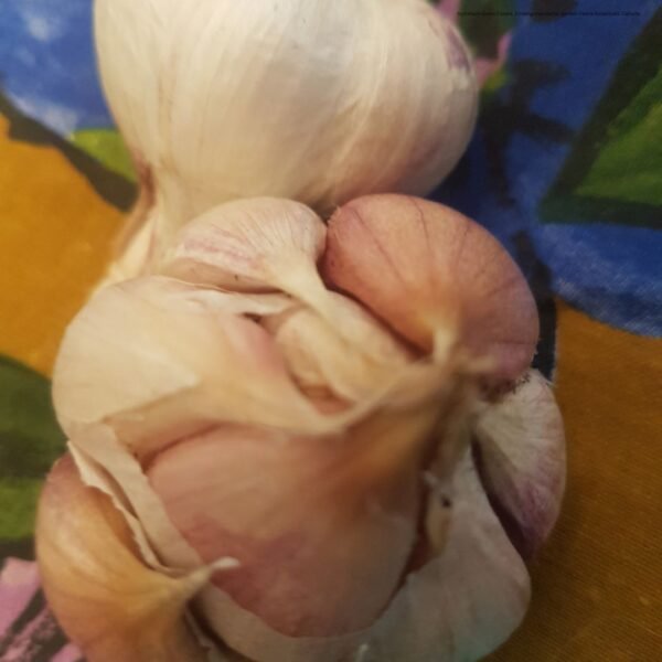 Inchelium Garlic Bulbs. Organically grown by Garden Faerie Botanicals. An endangered variety of garlic. Heirloom Bulbs, Canada