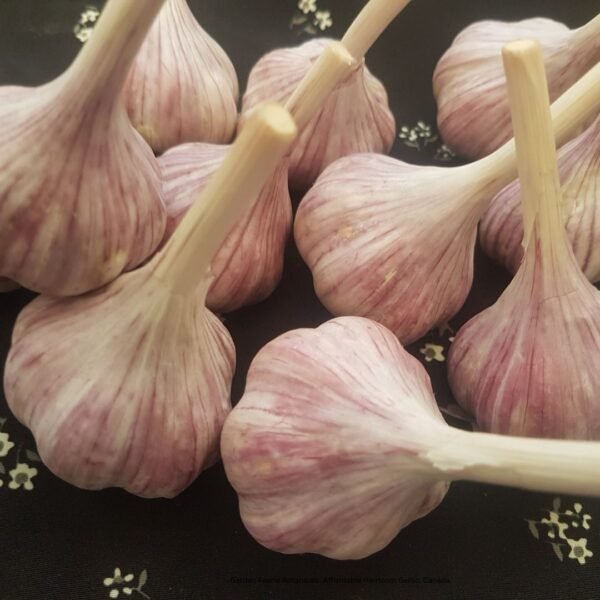 A piles of Korean Mountain Garlic. Organically grown by Garden Faerie Botanicals. Heirloom Garlic at affordable prices. Canada