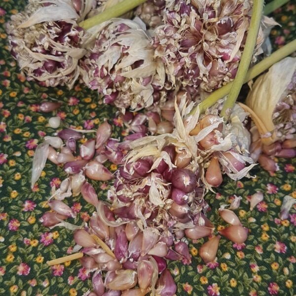 Siberian Garlic Bulbils are shown in abundance. They are organically grown by Garden Faerie Botanicals in British Columbia Canada.