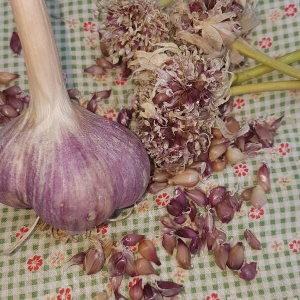 Uzbekistan garlic is in the image with both a garlic bulbs and the bulbils. Organically grown by Garden Faerie Botanicals. Heirloom garlic, Canada