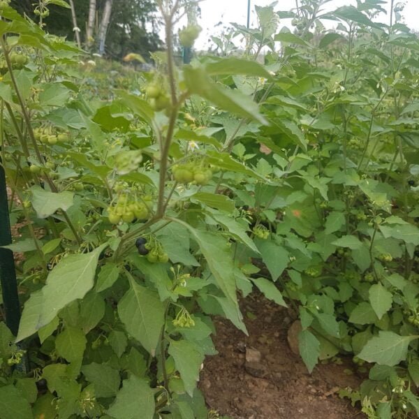 The 3 foot tall Wonderberry Annual Fruit Plants are seen just before the berries start to ripen. Organically annual fruits seeds grown by Garden Faerie Botanicals. Canada