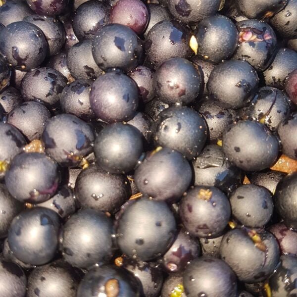 Wonderberry Fruit is seen in the image. They are dark blue and a quarter inch in size. These heirloom seeds are organically grown by Garden Faerie Botanicals. Heritage Seeds, Canada