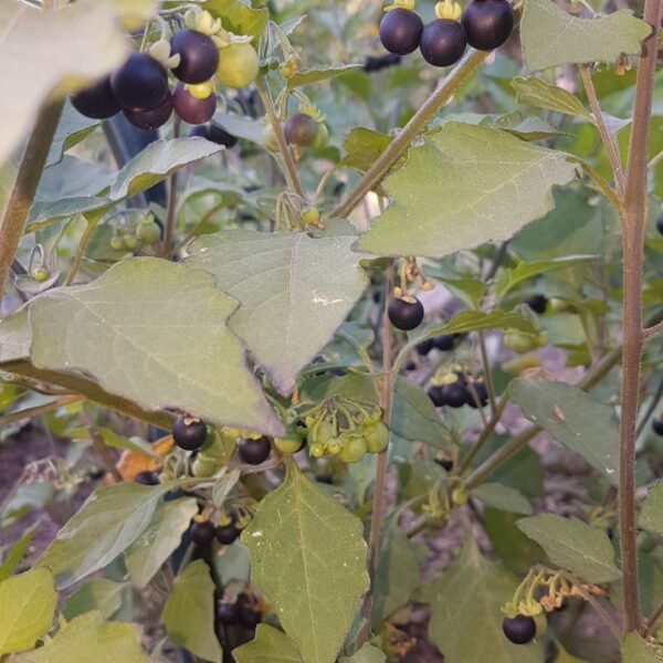 The Wonderberry fruit can be seen growing on the 3 foot annual plants. Dark blue fruits grow in clusters. Organically Grown by Garden Faerie Botanicals. Heritage Seeds, Canada