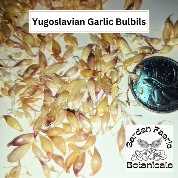 Yugoslavian Garlic Bulbils are organically grown by Garden Faerie Botanicals. Heirloom Bulbs and Seeds, Canada