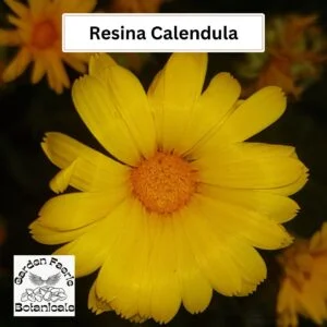 Resina Calendula has bright yellow flowers. This image shows a close up of the flowers. Organically grown by Garden Faerie Botanicals. Heirloom Seeds, Canada