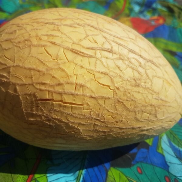 An Olding Melon is shaped like a football. Organically Grown by Garden Faerie Botanicals. Heirloom Seeds, Canada