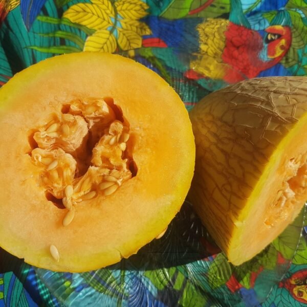 An Olding Musk Melon is cut in half showing the orange flesh. Organically grown by Garden Faerie Botanicals. Heirloom Seeds, Canada