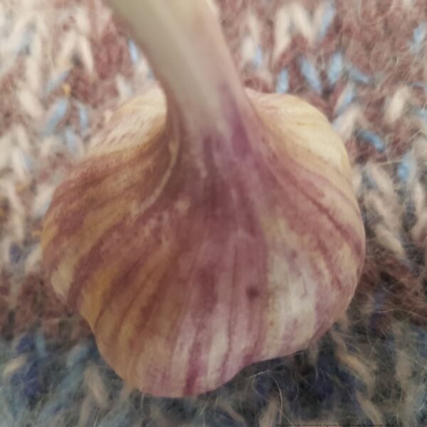 A Tibetan Garlic Bulb. Organically Grown by Garden Faerie Botanicals. Heirloom Garlic, Canada