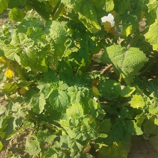 A Yantar Ground Cherry plant is shown growing. Organically grown by Garden Faerie Botanicals, Canada