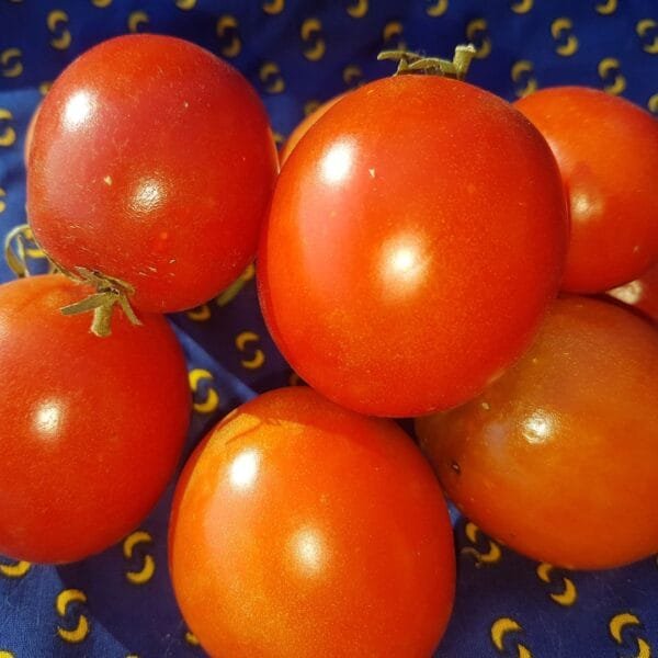 Dirty Girl Tomatoes. Organically grown by Garden faerie Botanicals, canada