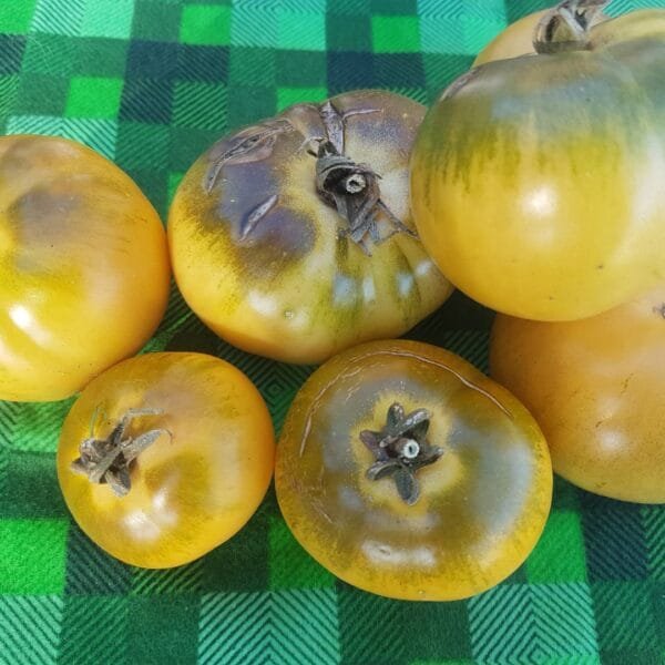 Golden Treasure Tomato Seeds - Image 2