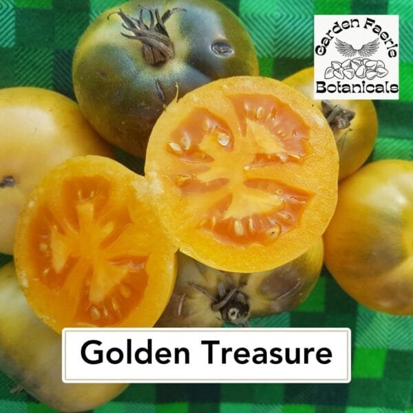 Golden Treasure Longkeeper tomato. Organically grown by Garden Faerie Botanicals. Heirloom Seeds, canada