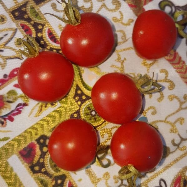 Grappoli D'inverno Tomatoes. Organically Grown by garden Faerie Botanicals. Heirloom Seeds, Canada