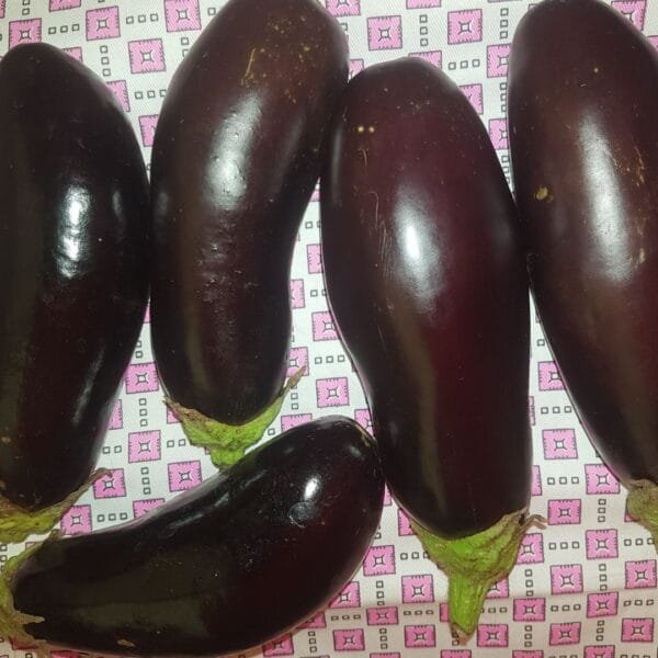 Almaz Eggplant Seeds. Organically Grown by Garden Faerie Botanicals in Canada