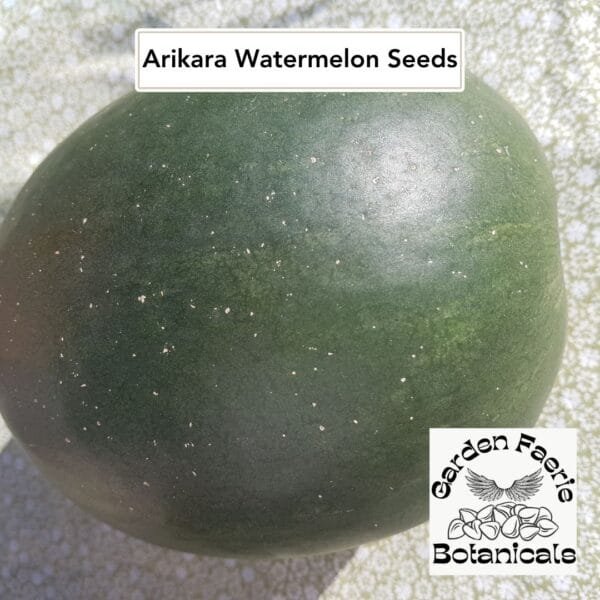 Arikara watermelon is organically grown by Garden Faerie Botanicals in Canada