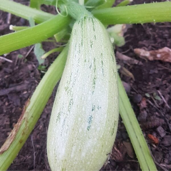 Caserta Heirloom Summer squash. Organically Grown by Garden Faerie Botanicals. Seeds, Canada