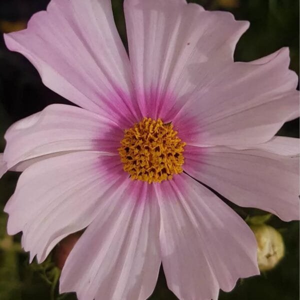 Cosmos : Popsock Pink flowers. Organically Grown by Garden Faerie Botanicals. Canada