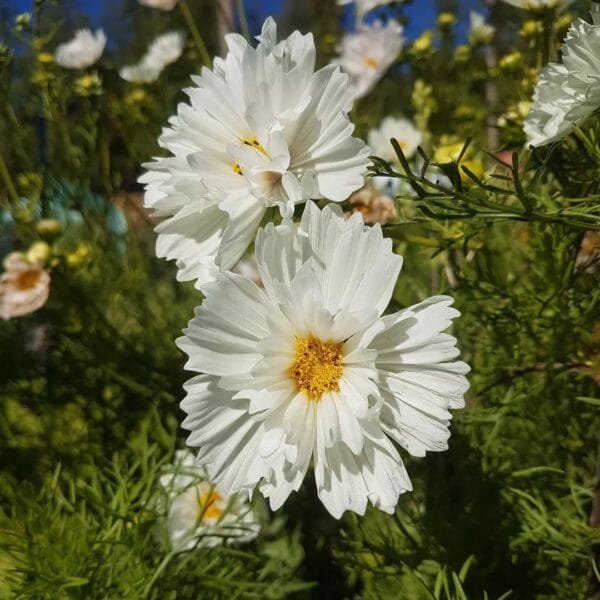 Cosmos Cupcake White. Organically grown by Garden Faerie Botanicals. heirloom Seeds, Canada