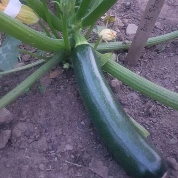 Dark Star Zucchini variety is shown growing on the plant. Organically grown by garden faerie botanicals. Heirloom Seeds, canada