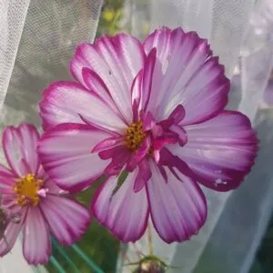 Fizzy Rose Picottee Cosmos. Organically grown By garden faerie Botanicals. Canada