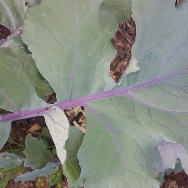 Groninger Blue Collards Cabbage. Organically grown by Garden Faerie Botanicals. Heirloom Seeds, Canada