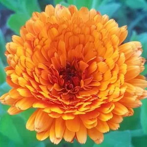 Indian Price Calendula Seeds. Organically Grown by Garden Faerie Botanicals. Heirloom Seeds, Canada